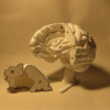 El Cerebro Humano V2