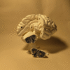 El Cerebro Humano V2