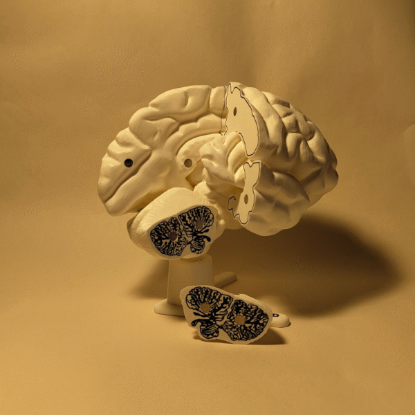 El Cerebro Humano V2