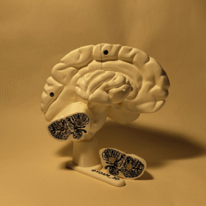 El Cerebro Humano V2