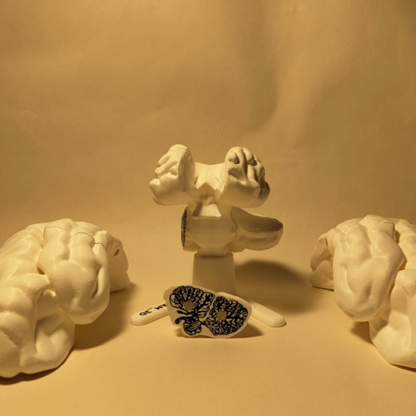 El Cerebro Humano V2