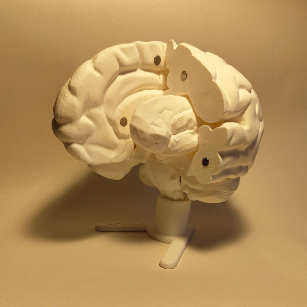 El Cerebro Humano