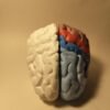 El Cerebro Humano