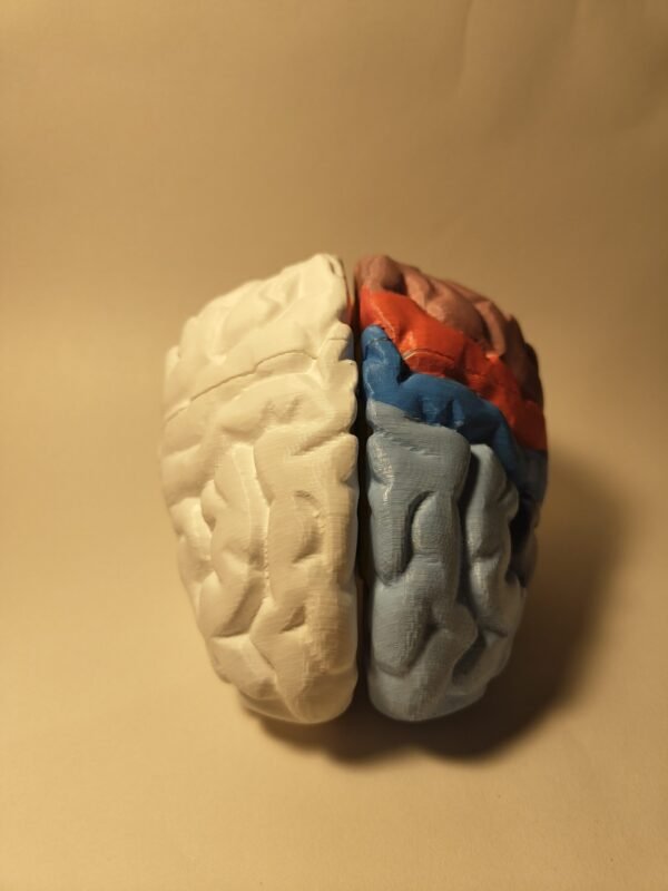 El Cerebro Humano