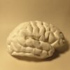 El Cerebro Humano