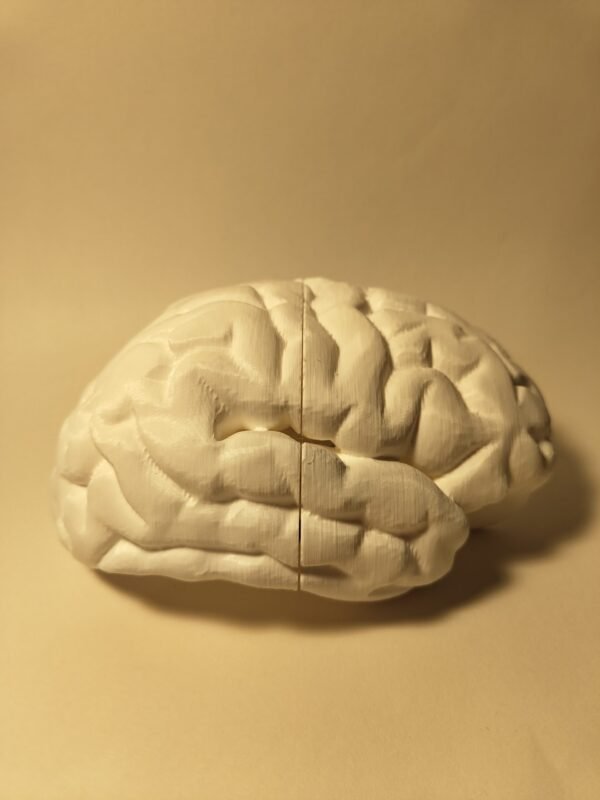 El Cerebro Humano
