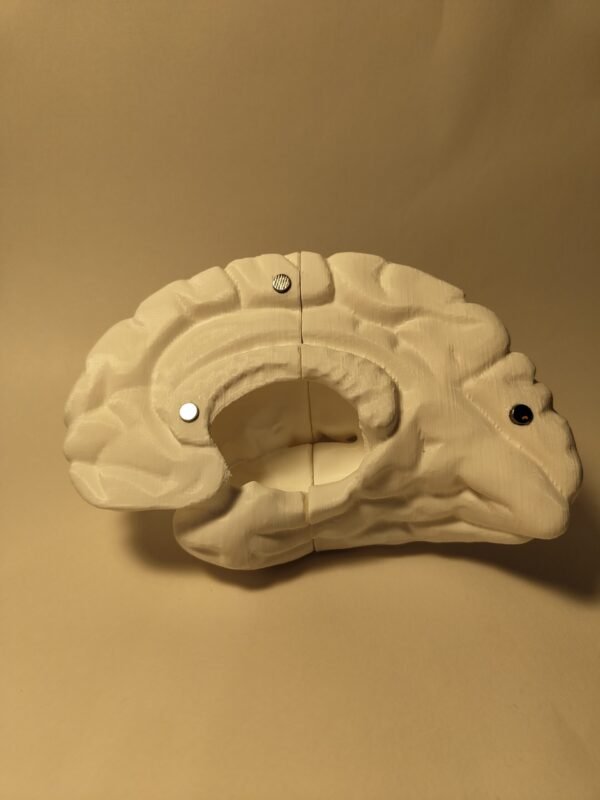El Cerebro Humano