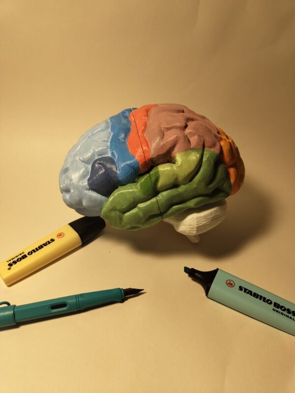 El Cerebro Humano