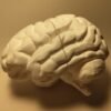 El Cerebro Humano