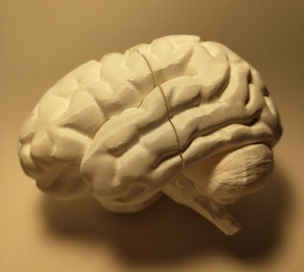 El Cerebro Humano