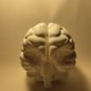 El Cerebro Humano