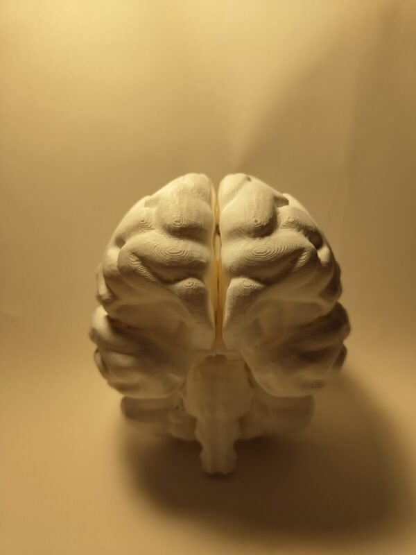 El Cerebro Humano