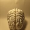 El Cerebro Humano