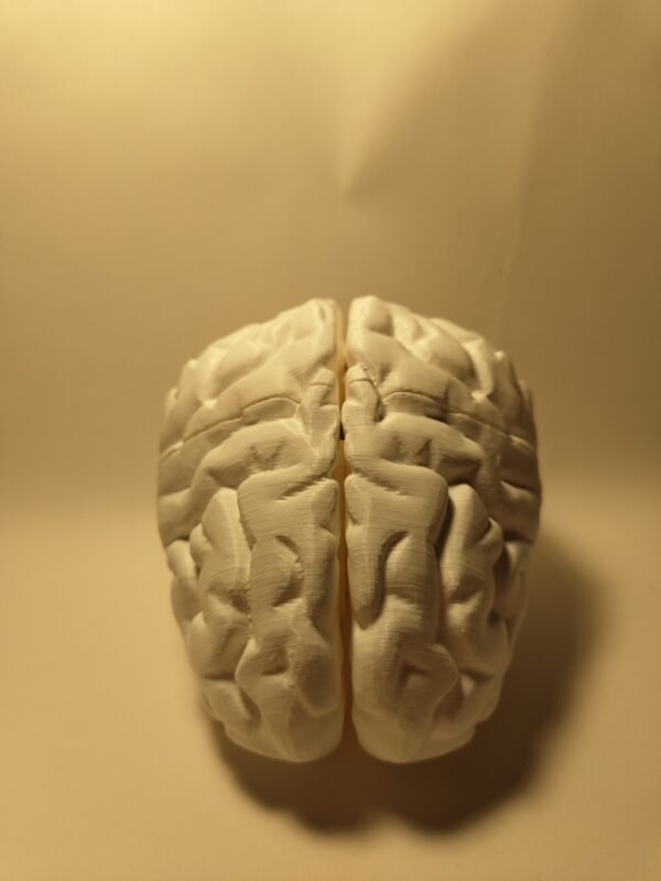 El Cerebro Humano