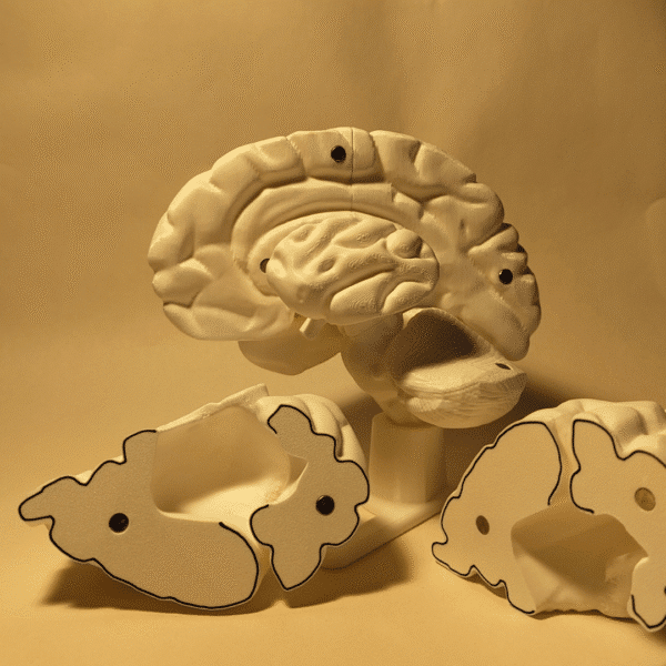 Maqueta del cerebro humano despiezada en hemisferios y secciones internas (sistema límbico, tronco), todas en blanco esperando ser coloreadas para diferenciar núcleos.