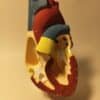Maqueta del Corazón Humano: Modelo Anatómico Desmontable para Estudio del Sistema Circulatorio