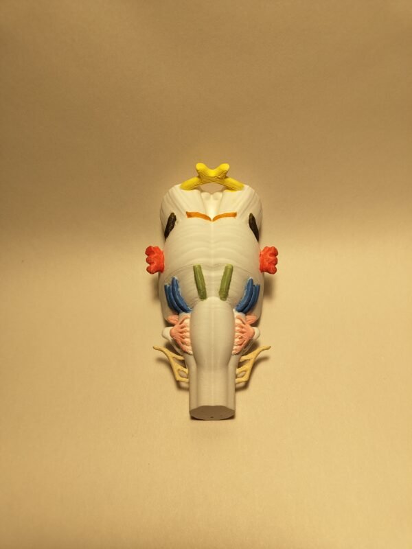 El Tronco del Encéfalo