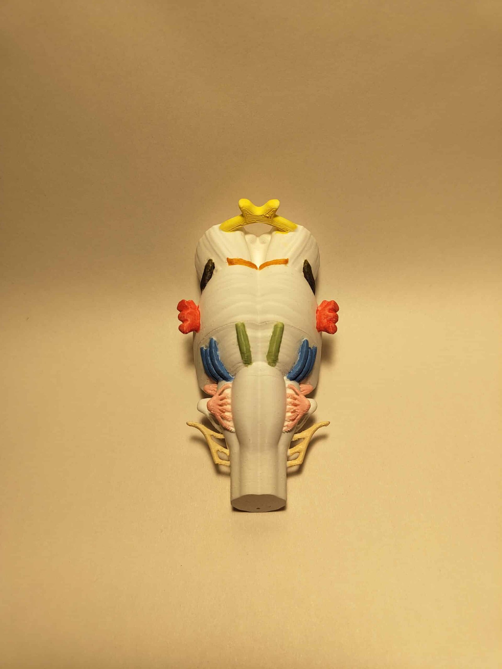 El Tronco del Encéfalo: imagen 8