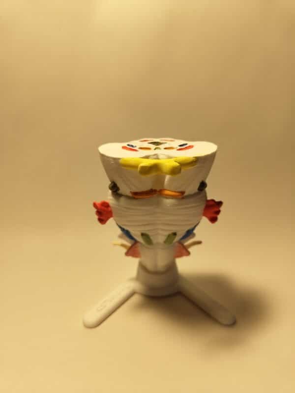 El Tronco del Encéfalo