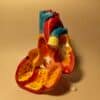 Maqueta del Corazón Humano: Modelo Anatómico Desmontable para Estudio del Sistema Circulatorio