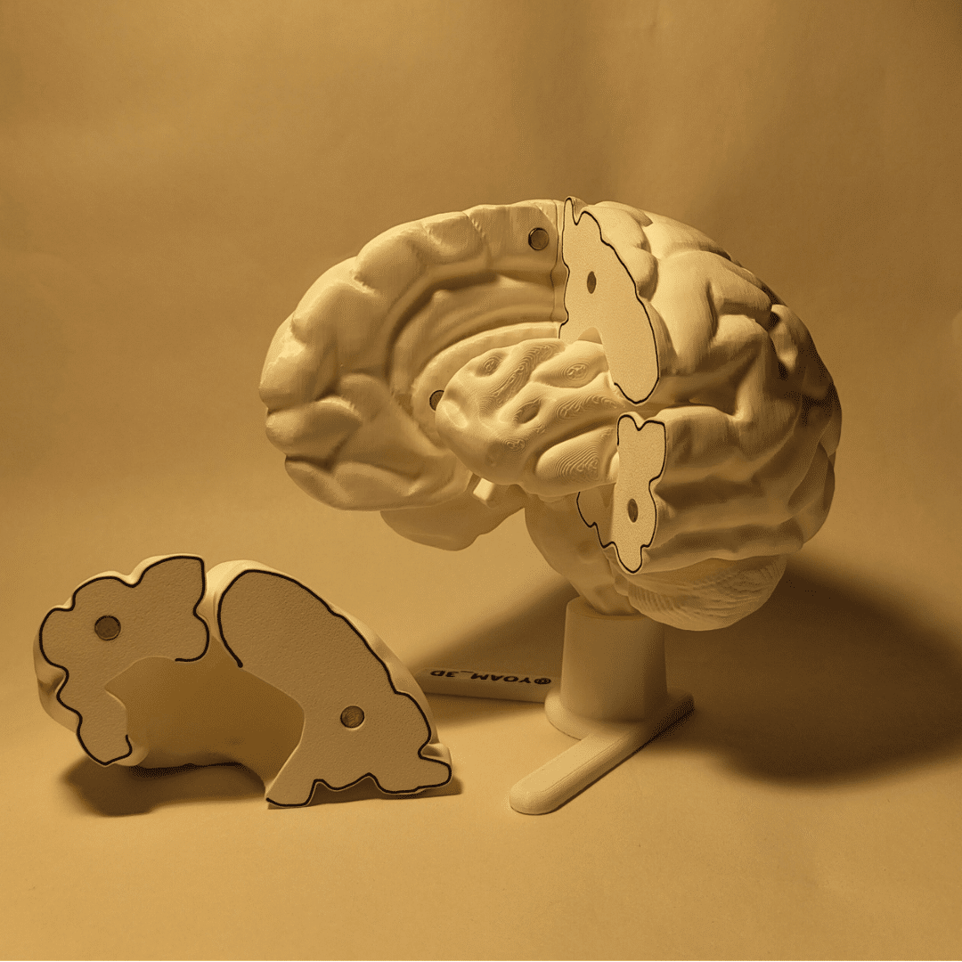 Caja de regalo atractiva abierta, mostrando las piezas blancas de la maqueta cerebro desmontable junto a un set básico de pinturas y pinceles.