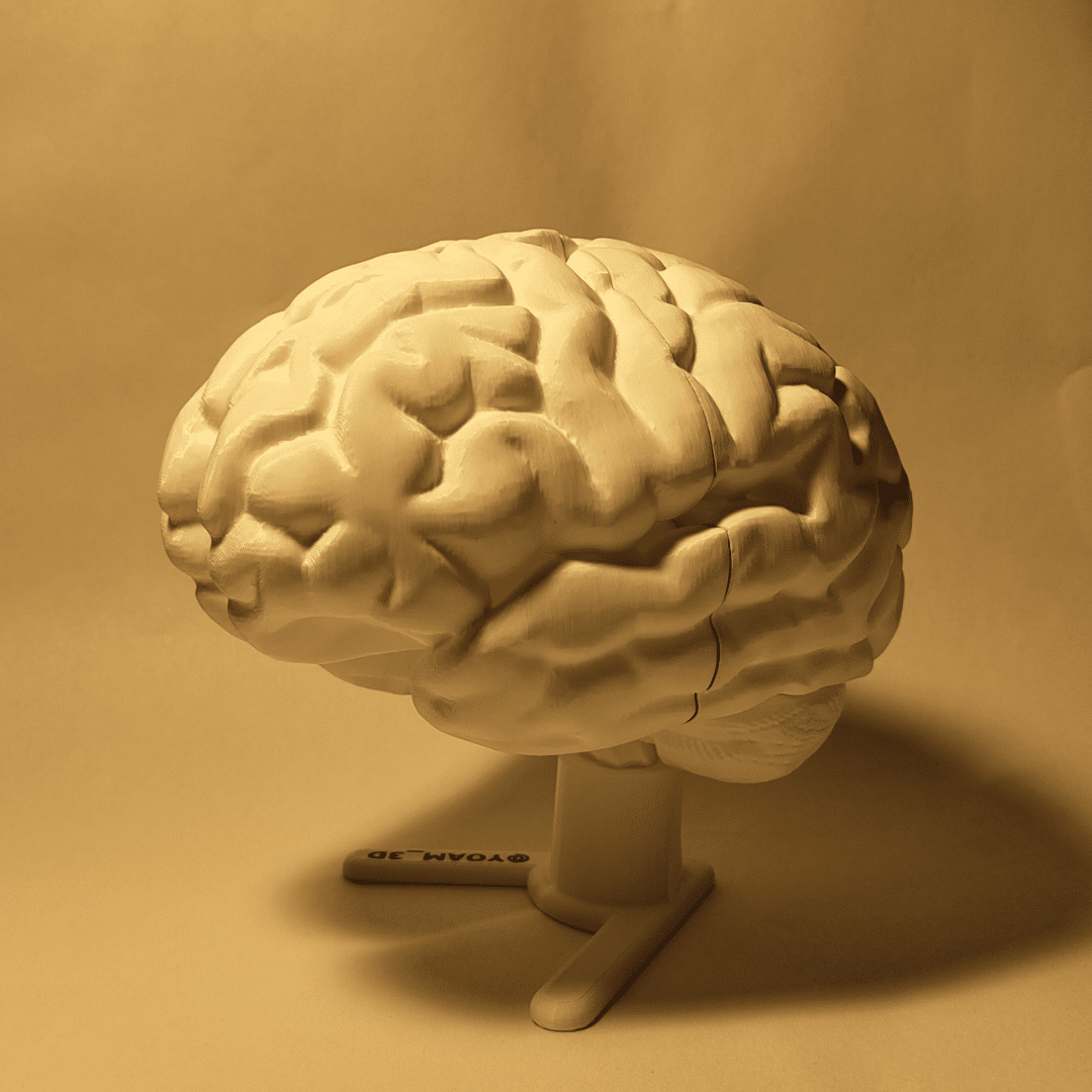 Una maqueta cerebro terminada sobre un escritorio, donde cada lóbulo (frontal, parietal, temporal, occipital) ha sido pintado meticulosamente de un color distinto para identificar sus funciones.
