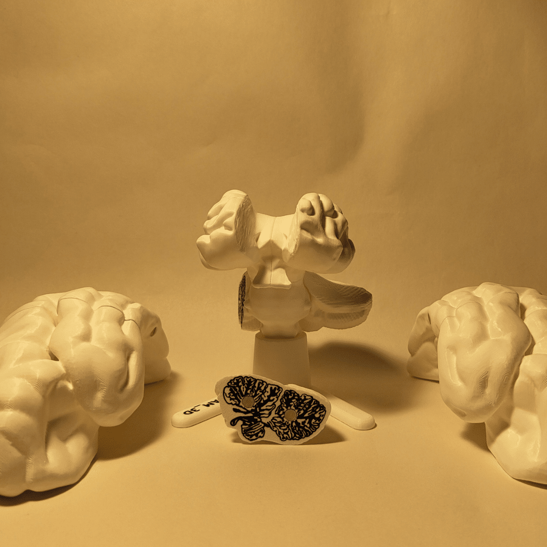Estudiante utilizando rotuladores para pintar las diferentes áreas funcionales sobre una maqueta cerebro blanca y desmontable, creando un código de colores personalizado.