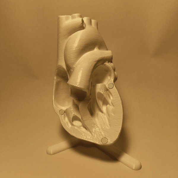 Primer plano macro de la superficie de un corazón maqueta, destacando la textura realista del miocardio y la intrincada red de arterias coronarias.