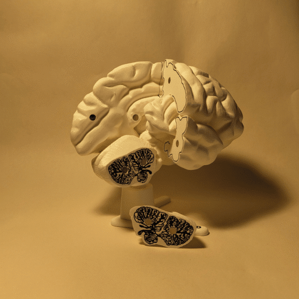 Primer plano de una mano artísticamente aplicando pintura azul al lóbulo frontal de un cerebro maqueta fabricado en material apto para ser pintado.