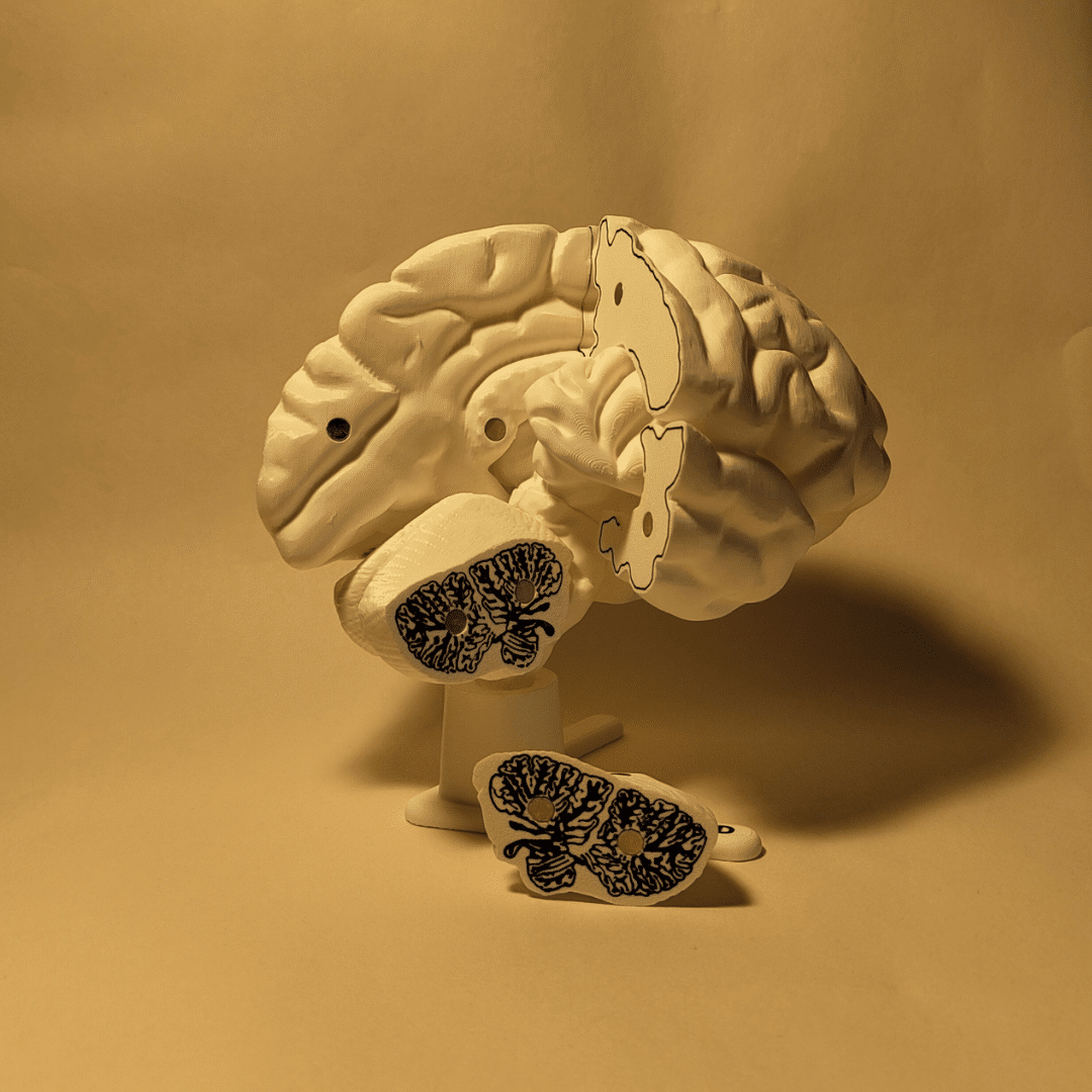 Primer plano de una mano artísticamente aplicando pintura azul al lóbulo frontal de un cerebro maqueta fabricado en material apto para ser pintado.