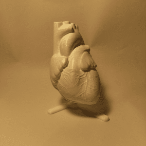 Un modelo anatómico del corazón elegantemente presentado sobre una peana de madera en un despacho médico moderno.