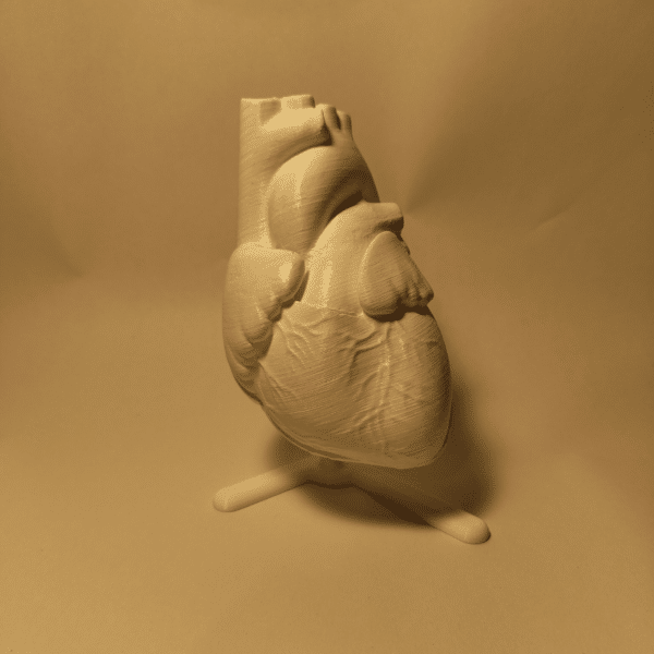 Un modelo anatómico del corazón elegantemente presentado sobre una peana de madera en un despacho médico moderno.