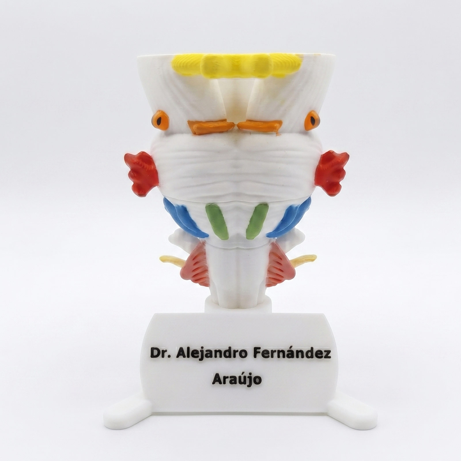 Escritorio de estudiante con una maqueta cerebro en corte sagital de color blanco, junto a una tablet mostrando anatomía digital y tarjetas de estudio.