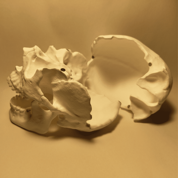 Estudiante ensamblando concentrado las piezas de colores (si es coloreado) o blancas de un cráneo humano, encajando el maxilar con el cigomático.