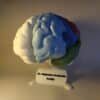 Cerebro humano maqueta con cada lóbulo (frontal, parietal, temporal, occipital) pintado en un color diferente y vibrante para facilitar la diferenciación visual.