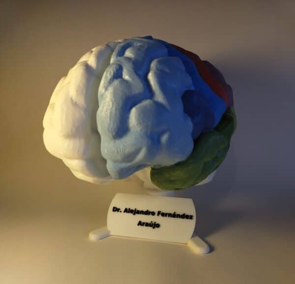 Cerebro humano maqueta con cada lóbulo (frontal, parietal, temporal, occipital) pintado en un color diferente y vibrante para facilitar la diferenciación visual.