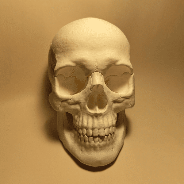 Manos de un terapeuta manipulando las suturas de un modelo anatómico de cráneo, demostrando la movilidad de los huesos parietales y temporales.