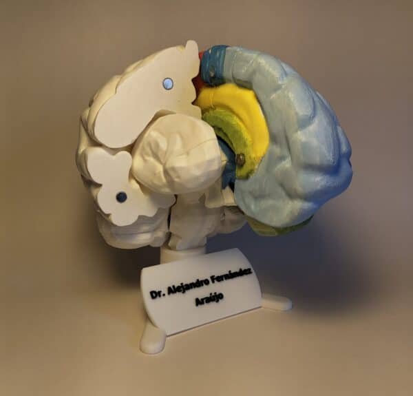 Vista posterior del modelo de cerebro donde se da protagonismo a la estructura detallada del cerebelo (árbol de la vida) y su conexión con el tallo cerebral.