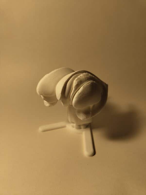 Modelo anatómico aislado que muestra claramente la curva en forma de "C" del núcleo caudado rodeando al tálamo y al núcleo lenticular.