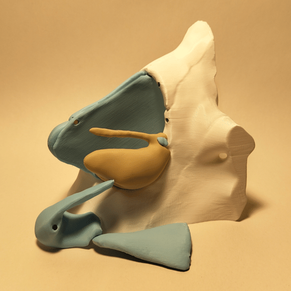 Modelo anatómico plano montado sobre base, mostrando un corte vertical perfecto de la cara para ver la nariz, boca y garganta.