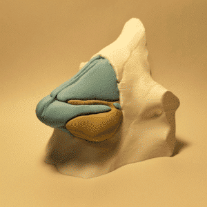 Modelo anatómico en sección transversal mostrando la nariz externa, los cornetes nasales y el inicio de la faringe.