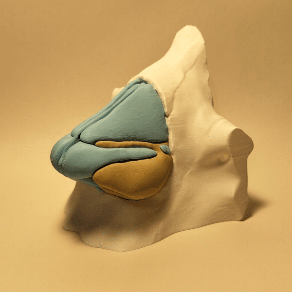 Modelo anatómico en sección transversal mostrando la nariz externa, los cornetes nasales y el inicio de la faringe.