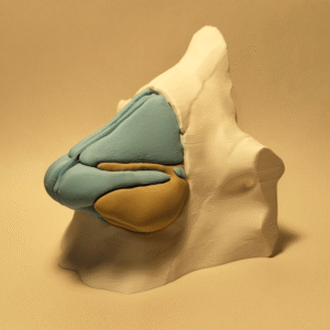 Modelo anatómico en sección transversal mostrando la nariz externa, los cornetes nasales y el inicio de la faringe.