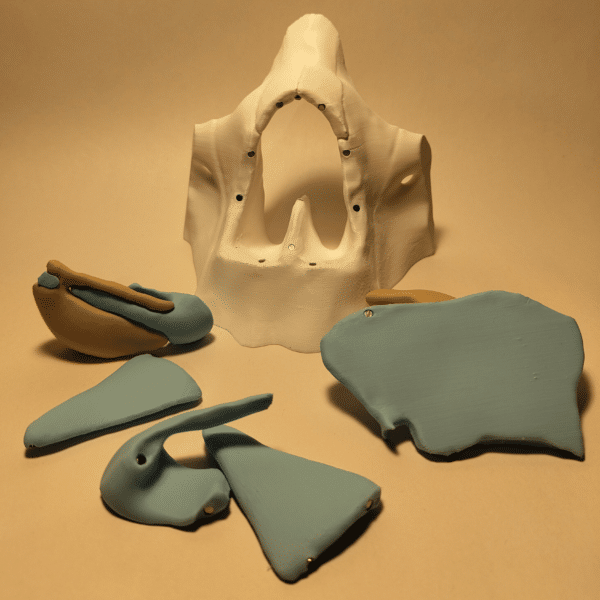 Demostración práctica utilizando un hisopo sobre un modelo anatómico de nariz transparente o abierto para enseñar la técnica de test nasofaríngeo.