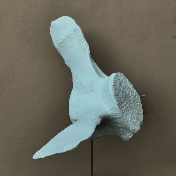 Escultura orgánica: Detalle de vértebra de ballena réplica 1:1 Primer plano artístico mostrando las grietas, porosidad y tonos envejecidos de un modelo anatómico de vértebra de ballena, destacando su realismo.