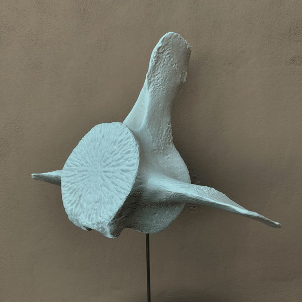 Estudio de anatomía marina: Modelo de vértebra de cetáceo gigante Profesor señalando las apófisis de un enorme modelo anatómico de vértebra de ballena frente a una clase de biología, comparándola con huesos humanos.