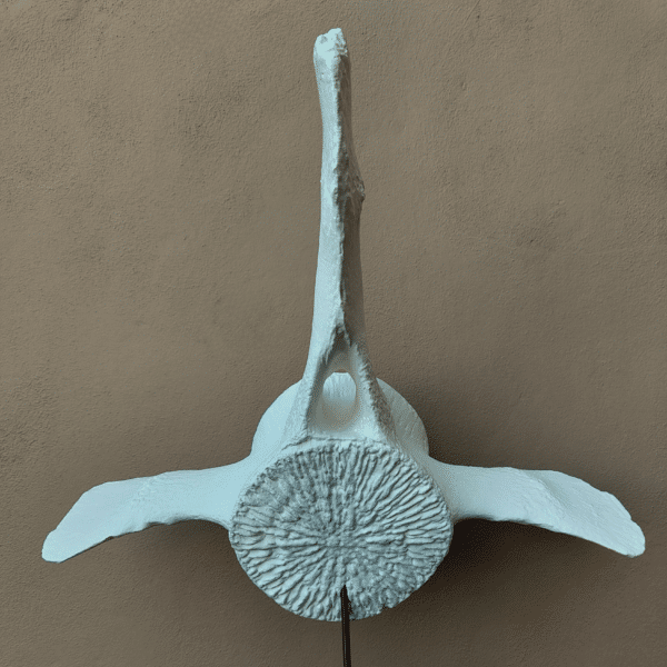 Experiencia táctil: Vértebra de ballena realista para museos interactivos Manos de visitantes tocando la textura porosa y los detalles óseos de una réplica de hueso de ballena gigante en una exhibición educativa