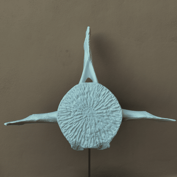 Réplica de Vértebra de Ballena a tamaño real: Decoración marina impactante Modelo anatómico gigante de una vértebra de ballena realista sobre un soporte de exhibición, sirviendo como pieza central en una sala de estar o museo.