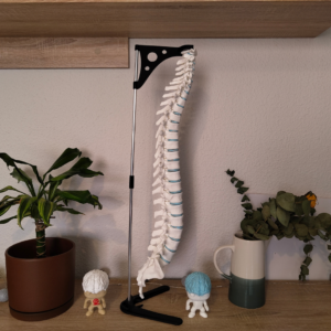 Columna Vertebral