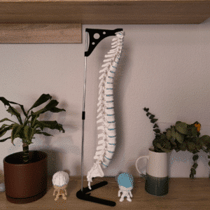 Set de anatomía mostrando todas las vértebras separadas sobre una mesa, listas para ser ensambladas en una columna vertebral completa.